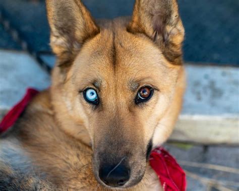 husky german shepard